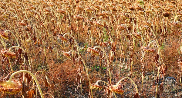 Corn field farm in fall season in Bromont Quebec Canada