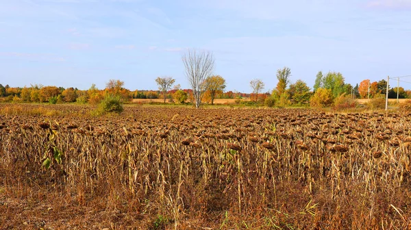 Corn field farm in fall season in Bromont Quebec Canada