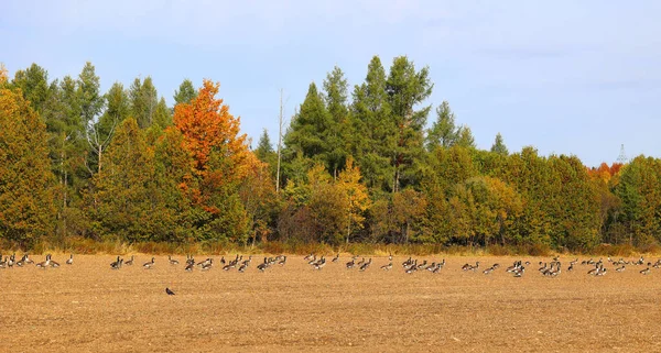 In field in fall Canada geese group of large wild geese species with a black head and neck, white patches on the face, and a brown body.