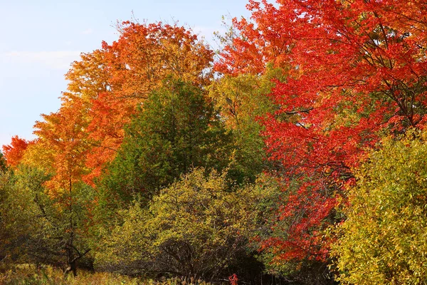Осенние Пейзажи Восточных Городов Провинции Квебек Канада — стоковое фото