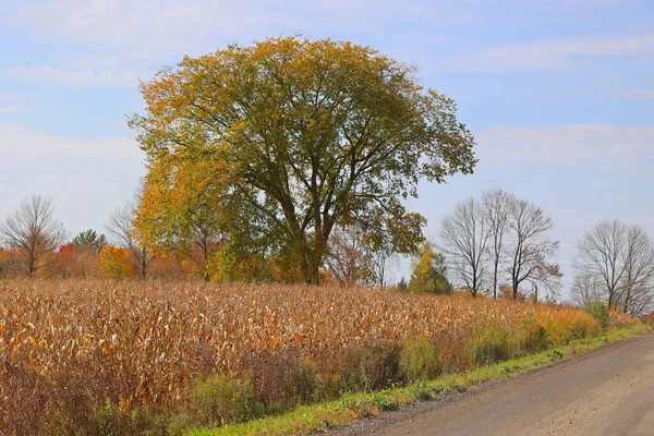 Corn field farm in fall season in Bromont Quebec Canada