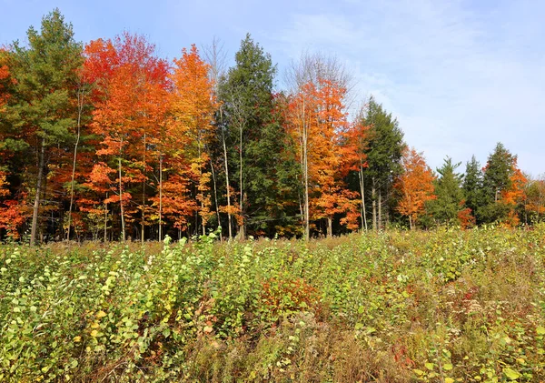 Outono Paisagem Leste Municípios Quebec Província Canadá — Fotografia de Stock