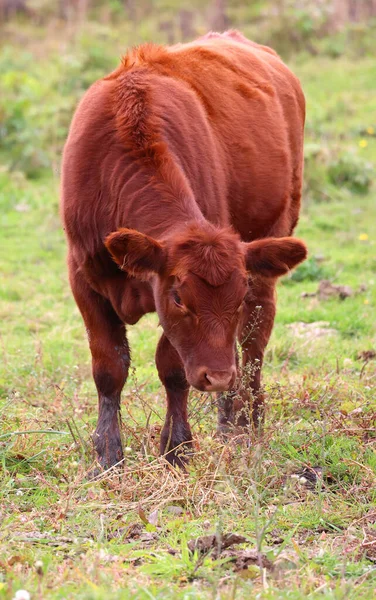 Simmental Una Las Razas Ganado Más Antiguas Reconocidas Que También — Foto de Stock