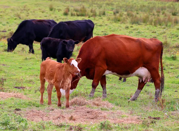 Simmental Είναι Μία Από Τις Παλαιότερες Και Πιο Αναγνωρισμένες Φυλές — Φωτογραφία Αρχείου