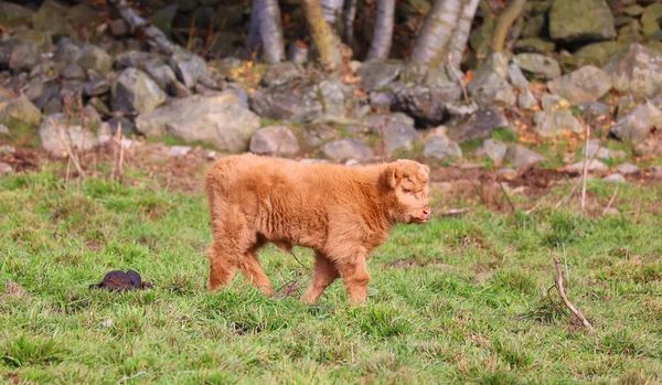 하일랜드 Highland Cattle 검은색 노란색 갈색의 스코틀랜드인 일종이다 — 스톡 사진