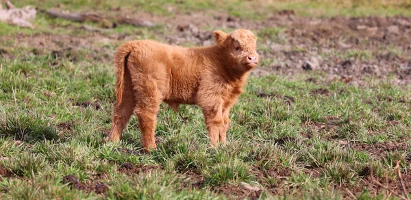 Highland Cattle Scottish Breed Cattle Long Horns Long Wavy Coats — Stock Photo, Image