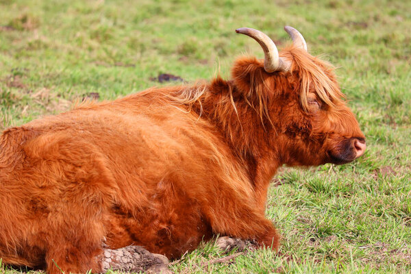 Highland cattle are a Scottish breed of cattle with long horns and long wavy coats which are colored black, brindled, red, yellow or dun