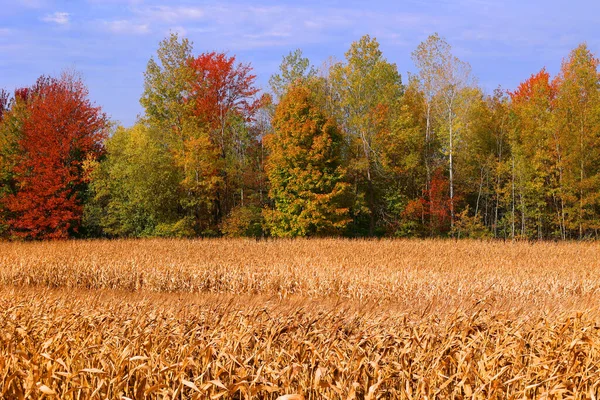 Podzimní Krajina Východní Části Provincie Quebec Kanada — Stock fotografie