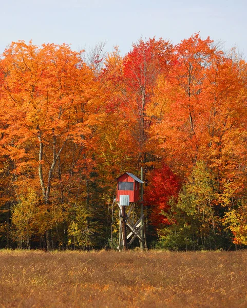 Współpraca Quebec Canada 2022 Polowanie Jelenie Skraju Drzew Jesiennymi Kolorowymi — Zdjęcie stockowe