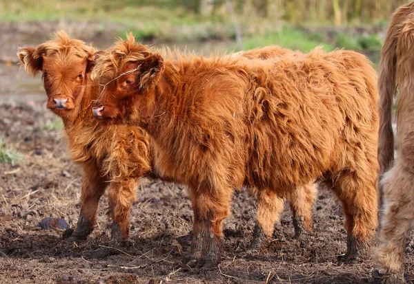 Highland Cattle Scottish Breed Cattle Long Horns Long Wavy Coats — Stock Photo, Image