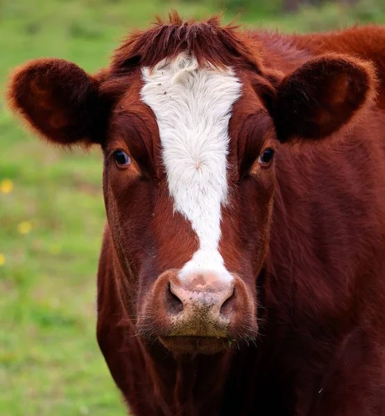 Simmental One Oldest Most Recognized Cattle Breeds Also Goes Names Stock Photo