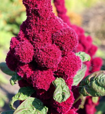 Amaranthus, her yıl veya kısa ömürlü bitkilerin oluşturduğu bir kozmopolit cinsidir. Bazı amaranth türleri yaprak sebzeleri, sahte dokular ve süs ürünleri olarak yetiştirilir. 