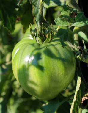 Domates, genellikle domates bitkisi olarak bilinen Solanum lycopersicum bitkisinin yenilebilir, genellikle kırmızı meyve üzümü.