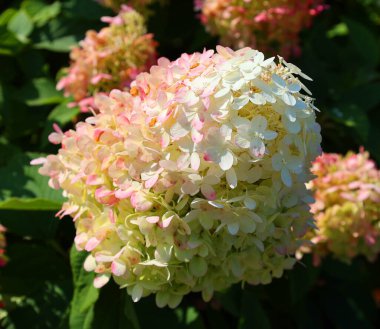 Hydrangea (