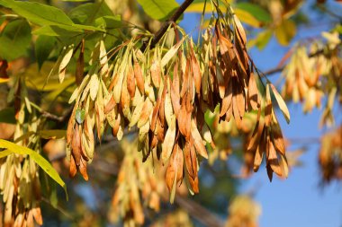 Norveç akçaağacı meyveleri (Acer platanoides) yaz sonu güneşli bir günde bir parkta