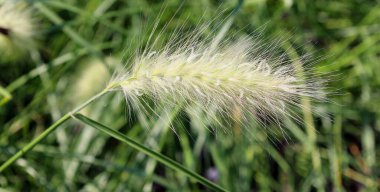 Poaceae ya da Gramineae, otlar olarak bilinen ve yaygın olarak ot olarak adlandırılan büyük ve neredeyse her yerde bulunan bir bitki familyasıdır.