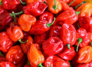 Scotch Bonnet ismini ezilmiş şekli sayesinde aldı. Klasik İskoç şapkası ve şapkası..