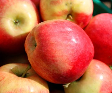 Piyasadaki elma, gül familyasının en çok tatlı, pomatüre meyvesi olan elmasıyla tanınan yaprak döken bir ağaçtır. Dünya çapında bir meyve ağacı gibi işlenmiş.