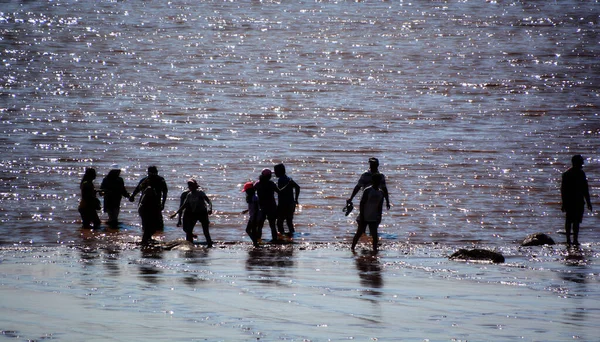 Fundy New Brunsick Kanada Bay 2022 Park Ziyaretçileri Alçak Gelgitte — Stok fotoğraf