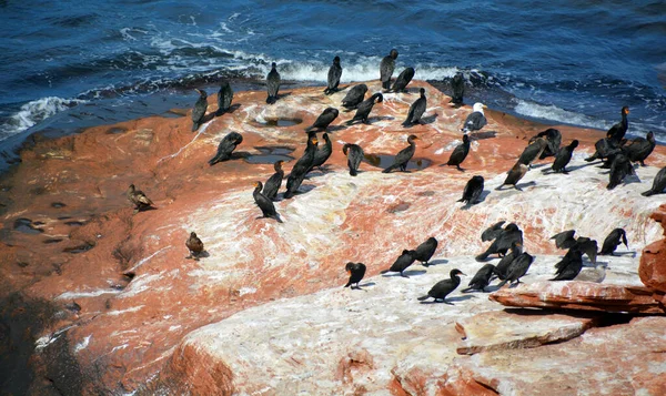 Cormorans Broeden Het Cavendish Beach Prince Edward Island National Park — Stockfoto
