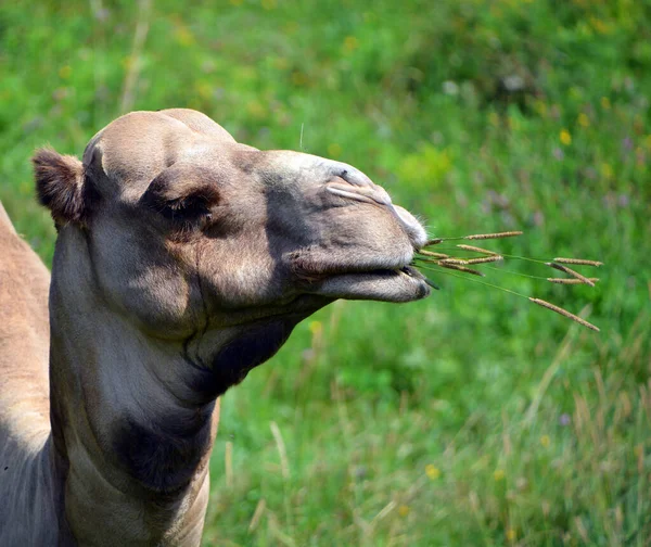 Cammello Ungulato Appartenente Genere Camelus Che Porta Sulla Schiena Depositi — Foto Stock