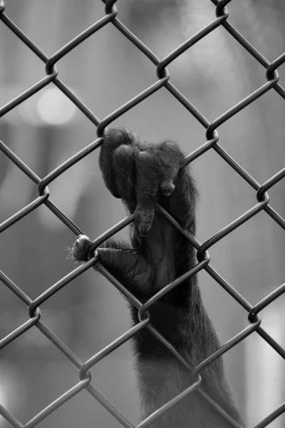 Lar Gibbon Hand Hylobates Lar Auch Als Weißhandgibbon Bekannt Ist — Stockfoto