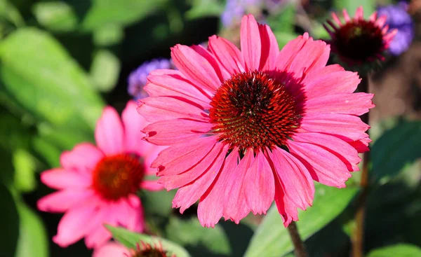 Rudbeckia Fajt Gyakran Tűlevelűeknek Fekete Szemű Susanoknak Nevezik Mindegyik Észak — Stock Fotó