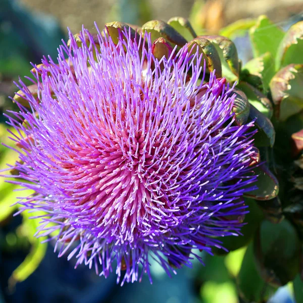 Artisjok Bloemen Ontwikkelen Zich Een Grote Kop Uit Een Eetbare — Stockfoto