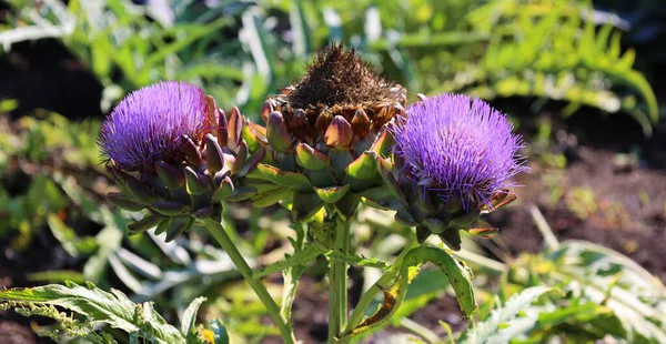 Carciofo Fiori Sviluppano Una Grande Testa Germoglio Commestibile Circa 815 — Foto Stock