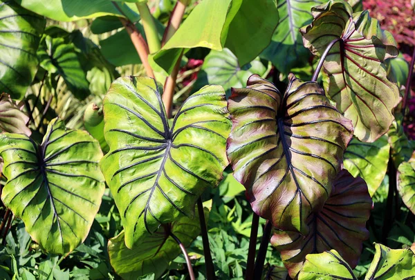 Grüne Blätter Von Elefantenohren Dschungel Grüne Blatttextur Mit Minimalem Muster — Stockfoto