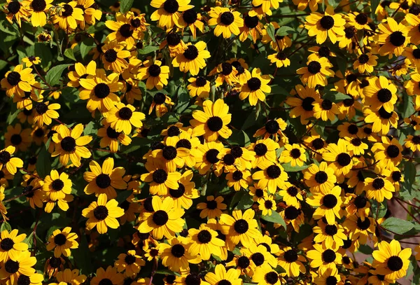 Rudbeckia Commonly Called Coneflowers Black Eyed Susans All Native North — Stok fotoğraf