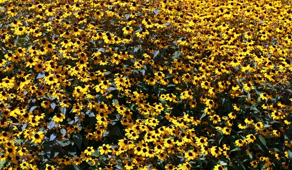 Rudbeckia Commonly Called Coneflowers Black Eyed Susans All Native North — 스톡 사진