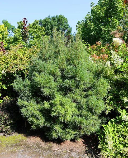Mavi Yeşil Beyaz Ladin Colorado Mavi Ladin Latince Picea Pungens — Stok fotoğraf