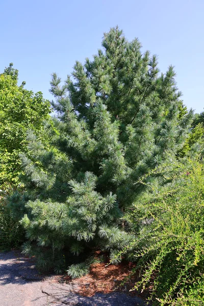 Blue Green White Spruce Colorado Blue Spruce Latin Scientific Name — Stock Photo, Image