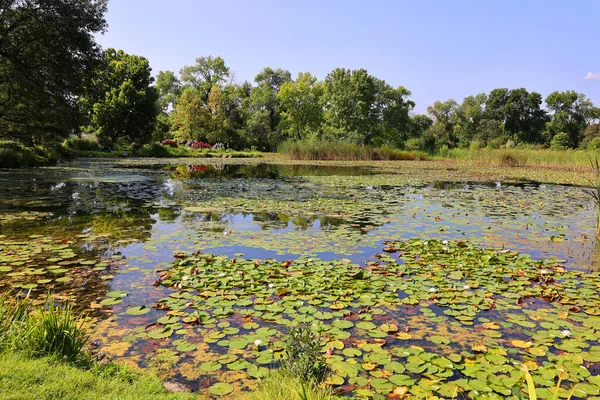 Campo Nenúfar Nymphaeaceae Una Familia Plantas Con Flores Los Miembros — Foto de Stock