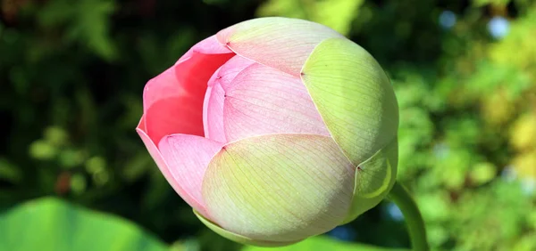 Fleur Lotus Nelumbo Nucifera Connue Sous Certain Nombre Noms Compris — Photo