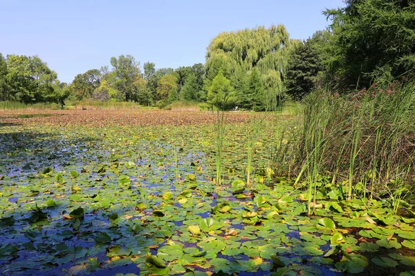 Campo Lírio Água Nymphaeaceae Uma Família Plantas Com Flor Membros — Fotografia de Stock