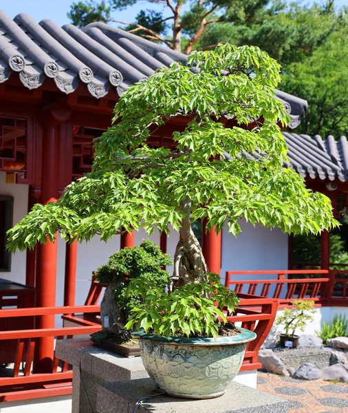 Jag Heter Bonsai Det Asiatisk Konstform Som Med Hjälp Odlingstekniker — Stockfoto