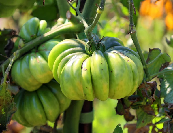 Heirloom Tomat Även Kallad Heritage Tomato Storbritannien Öppen Pollinerad Icke — Stockfoto