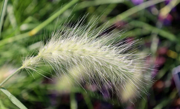 杨树科 Poaceae或Gramineae 是一个大型的 几乎无所不在的单子叶开花植物科 统称为草科 统称为草科 — 图库照片