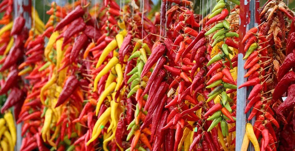 Pimientos Secos Pimientos Choriceros Chiles Guindilla Secos Pimientos Verdes Vascos — Foto de Stock