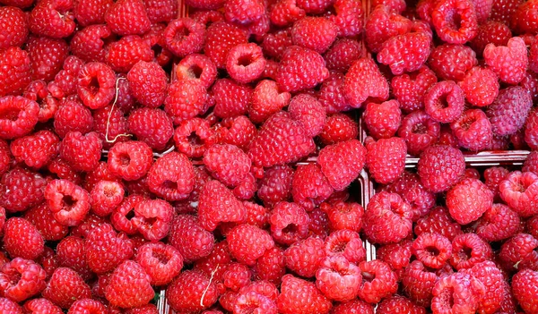 Frambuesa Fruto Comestible Una Multitud Especies Vegetales Género Rubus Familia —  Fotos de Stock