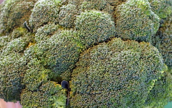 Brokolice Jsou Tři Čtyři Dny Staré Brokolice Které Vypadají Jako — Stock fotografie