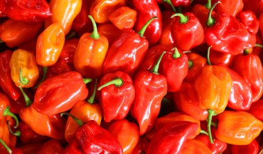 Scotch Bonnet ismini ezilmiş şekli sayesinde aldı. Klasik İskoç şapkası ve şapkası..