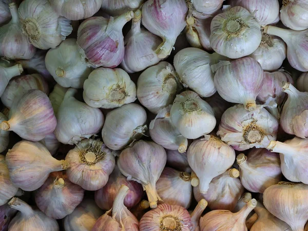 Garlic Allium Sativum Species Bulbous Flowering Plant Genus Allium Jean — стоковое фото
