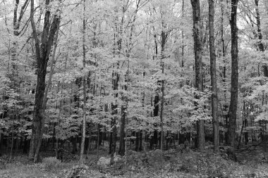 Quebec eyaletinin doğu kasabalarında sonbahar manzarası