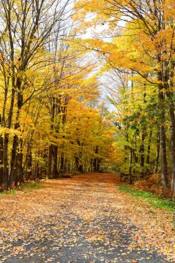 Kanada 'nın Quebec eyaletinin doğu kesiminde Kuzey Amerika sonbahar arazisi yolu