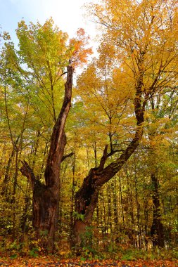 Kuzey Amerika doğudaki Bromont Quebec eyaletleri Kanada 'ya düştü