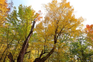 Kuzey Amerika doğudaki Bromont Quebec eyaletleri Kanada 'ya düştü