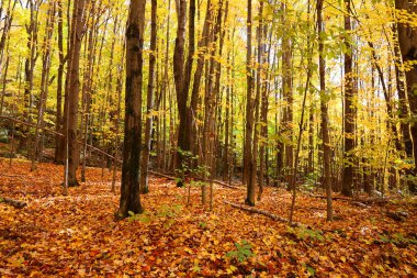 Kuzey Amerika doğudaki Bromont Quebec eyaletleri Kanada 'ya düştü